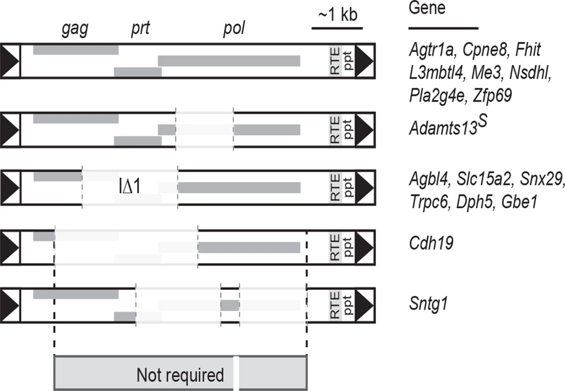 Shared sequence features of IAPs suppressed by <i>Nxf1</i> alleles.