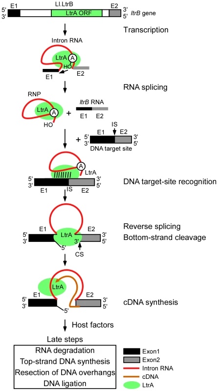 Retrohoming pathway of Ll.LtrB intron lariat RNA in bacteria.