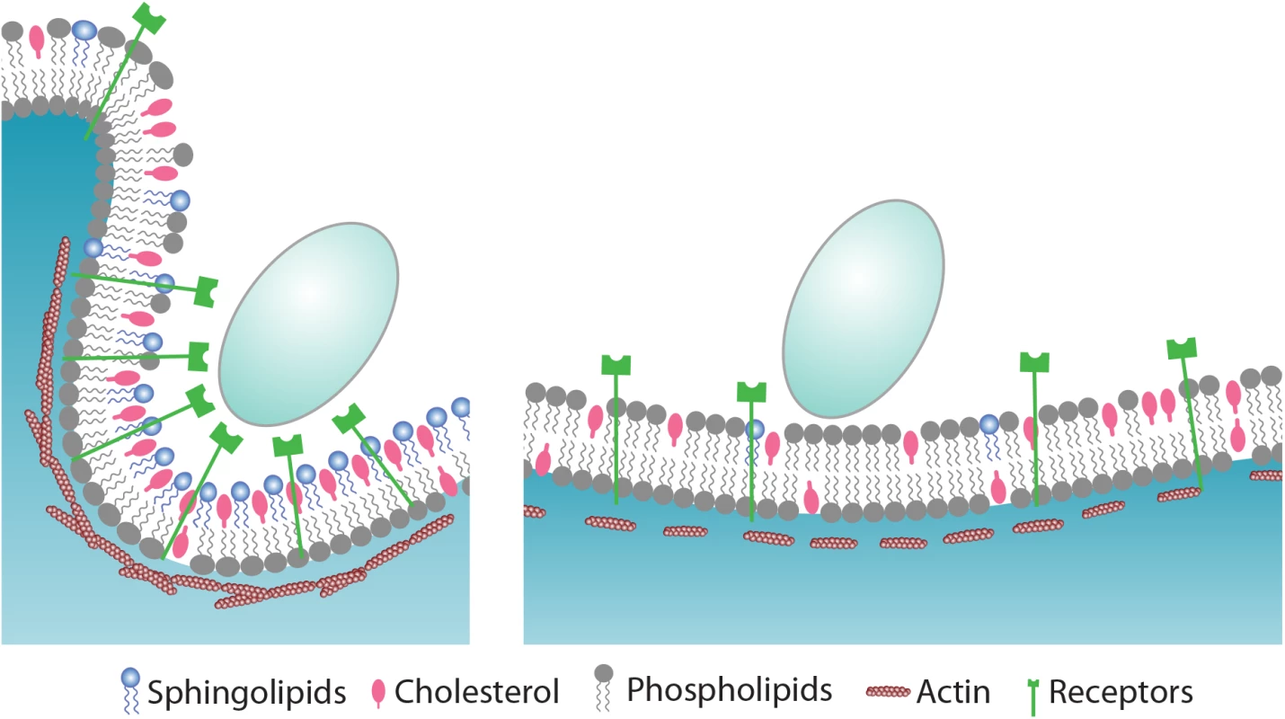 Proposed model for the role of sphingolipids during phagocytosis of <i>C</i>. <i>albicans</i>.