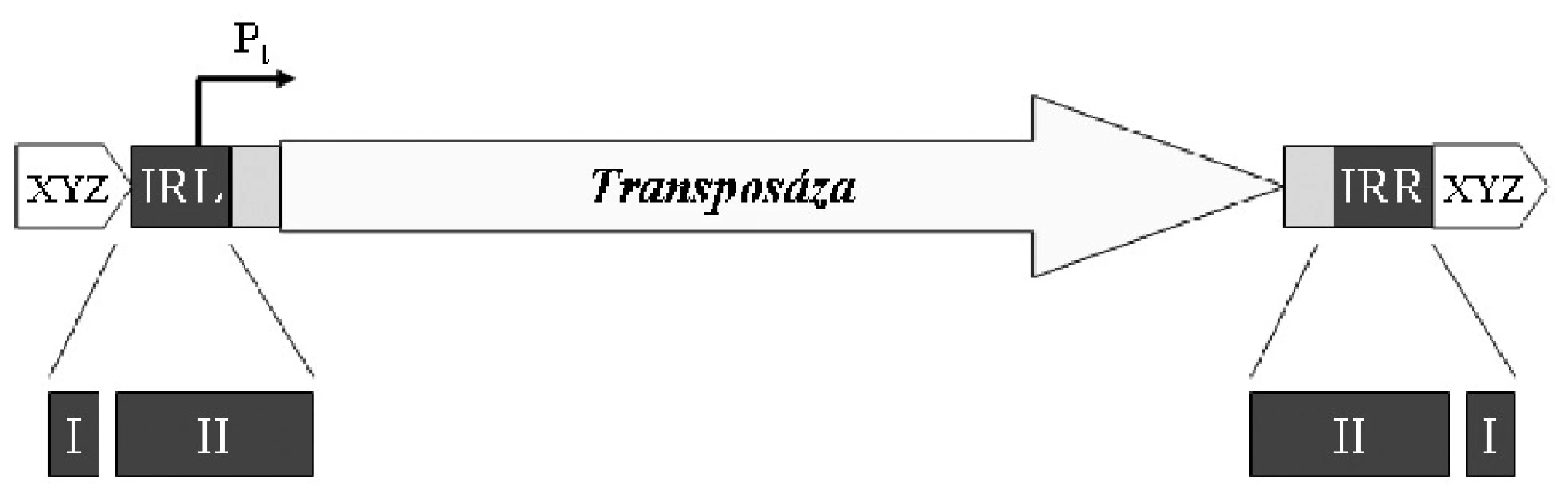 Obvyklá struktura inserční sekvence. IRL – invertovaná
repetice levá, IRR – invertovaná repetice pravá, Pt – promotor
genu transposázy, I – doména rozpoznávaná transposázou
jako štěpné místo, II – vazebná doména transposázy, XYZ
– generované repetice. Volně podle [32].
&lt;b&gt;Fig. 1. &lt;/b&gt;General structure of the insertion sequence. IRL –
inverted repeat left, IRR – inverted repeat right, Pt – transposase
gene promoter, I – transposase-recognized insertion
domain, II – transposase-binding domain, XYZ – generated
repeats. Based on [32].