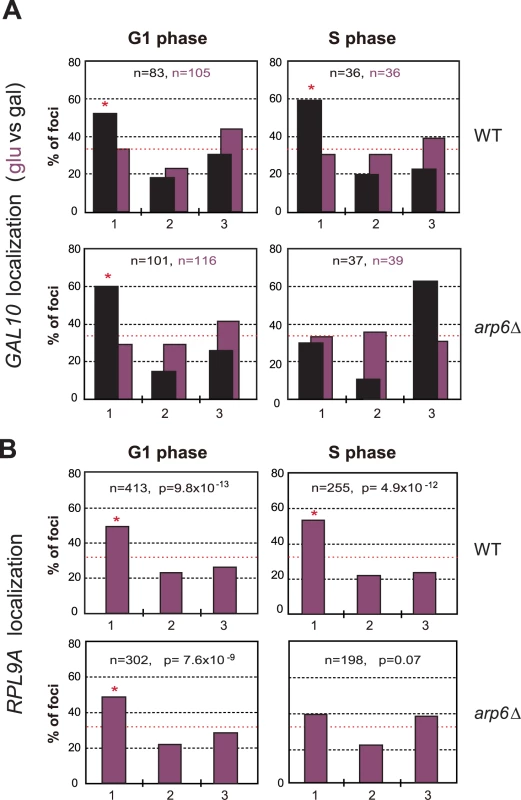 Arp6 is required for the peripheral association of galactose-induced <i>GAL10</i> and constitutively expressed RP gene <i>RPL9A</i>.