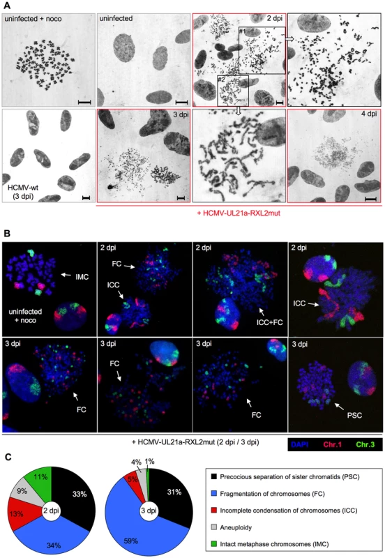 Precocious separation of sister chromatids and progressive chromosome fragmentation predominate the chromosomal appearance of HCMV-UL21a-RXL2mut-infected cells.
