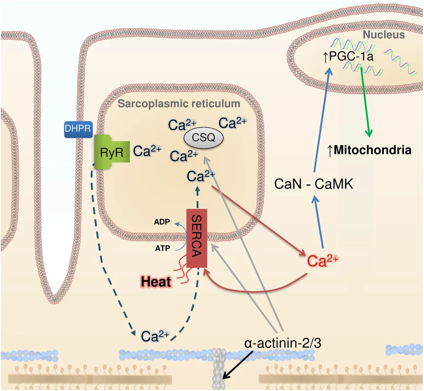 Ca<sup>2+</sup>, heat, and mitochondrial biogenesis.