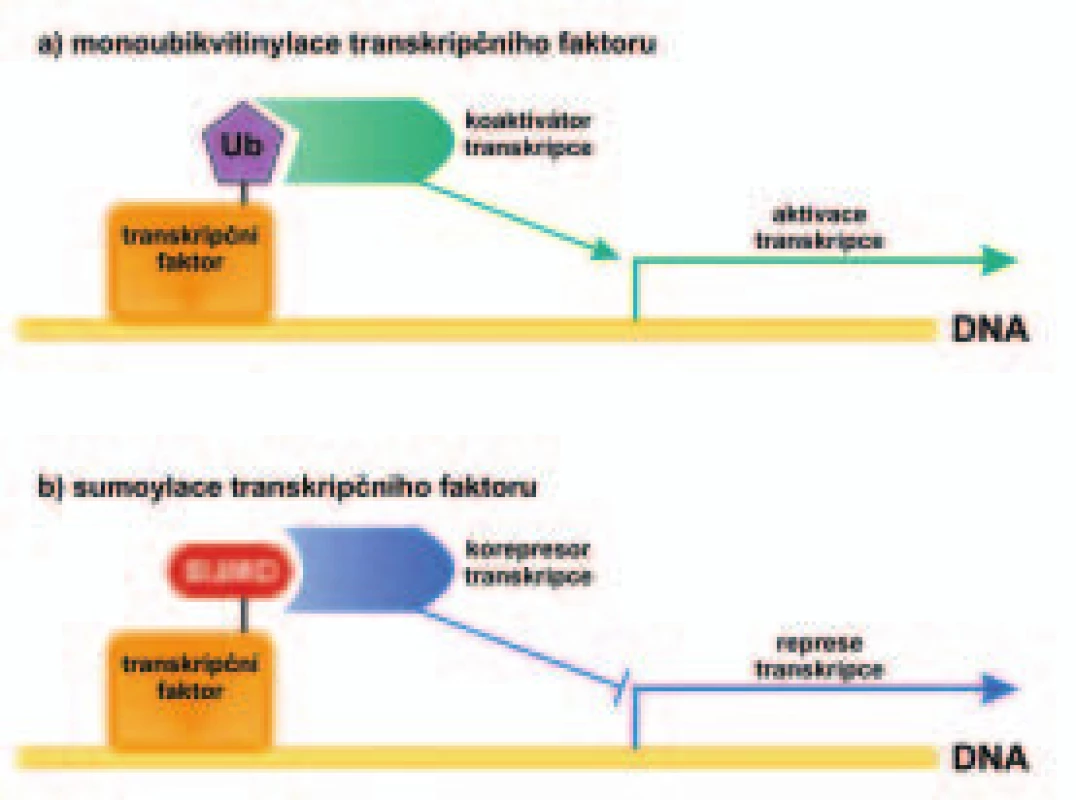 Schematické znázornění vliv monoubikvitinylace a sumoylace transkripčního faktoru na transkripci genu. 