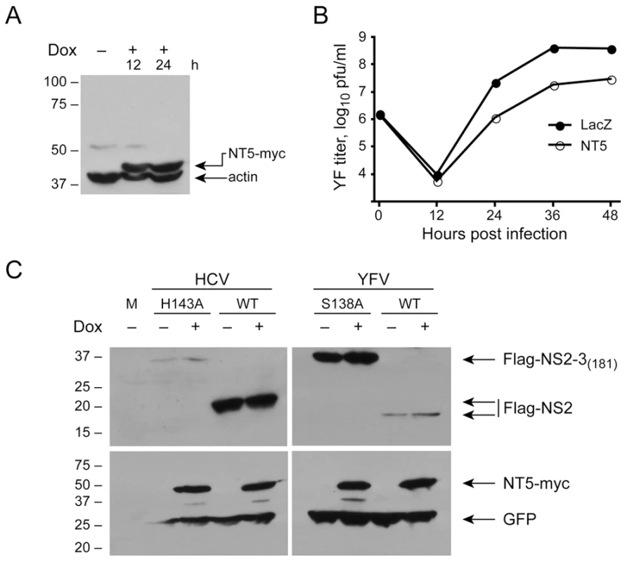 DNAJC14 does not inhibit NS2/3 cleavage of YFV and HCV.