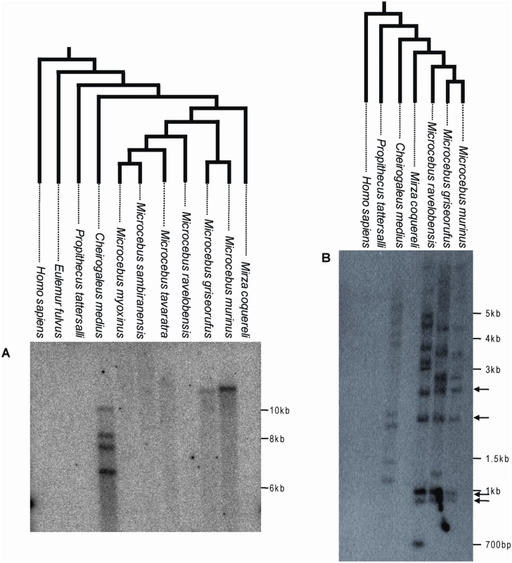 Southern blot of digested genomic DNA of various Malagasy lemurs and human using a ∼1 kb probe corresponding to a fragment of pSIVgml <i>env</i> (A) or a ∼300 bp probe corresponding to a fragment of the pSIV LTR (B).