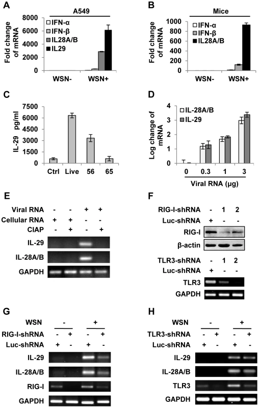IAV infection induces robust expression of IFN-λ in alveolar epithelial cells mainly through a RIG-I-dependent pathway.
