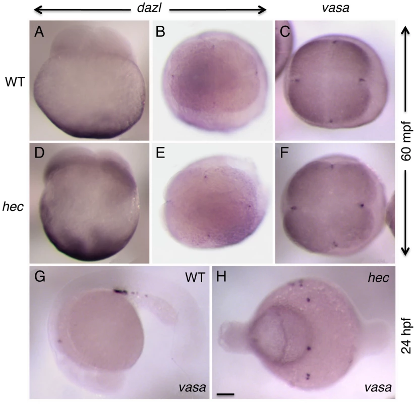 Germ plasm recruitment and PCG determination appears unaffected in <i>hecate</i> mutants.
