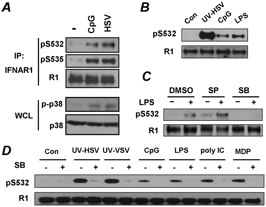 Pathogen recognition receptor signaling induces p38 kinase-dependent priming phosphorylation of IFNAR1.