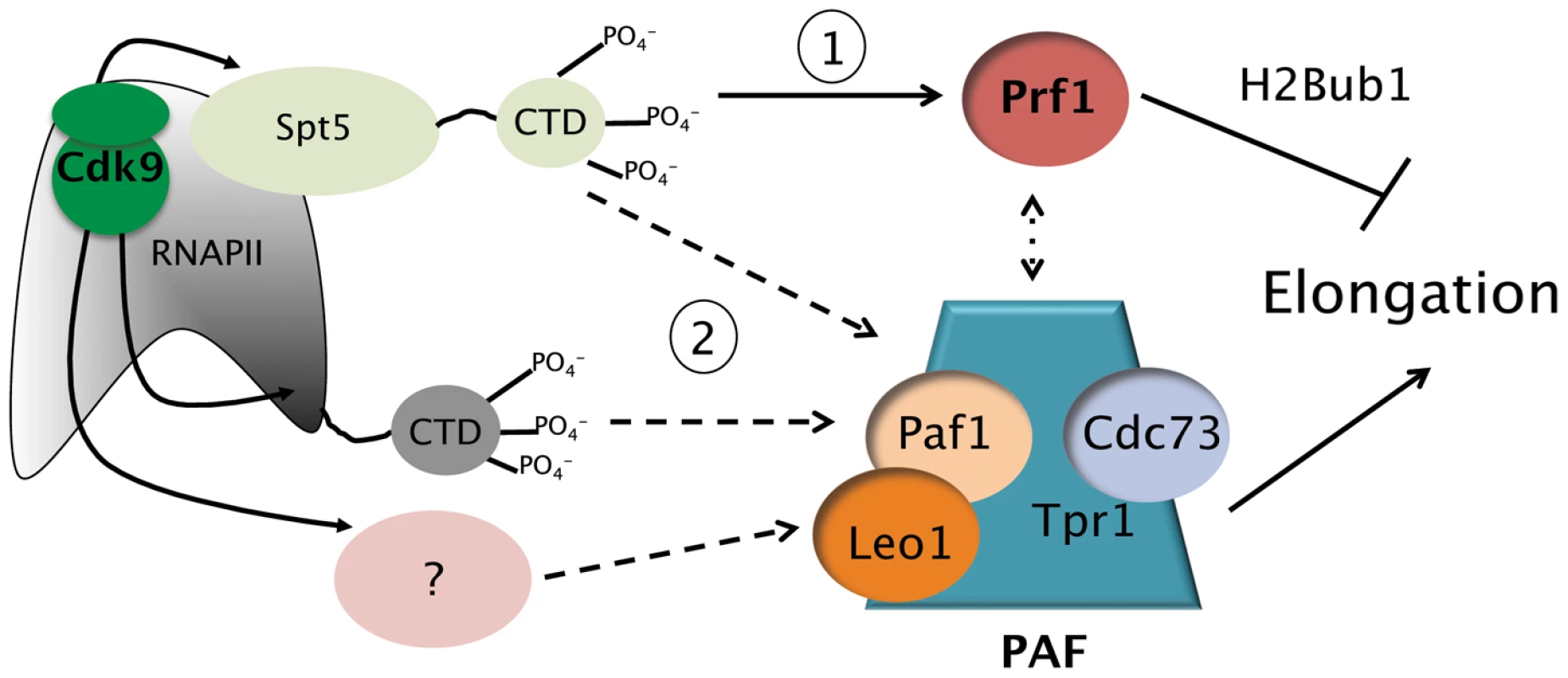 Model depicting the roles of the Prf1/Rtf1 and PAF pathways in RNAPII elongation.