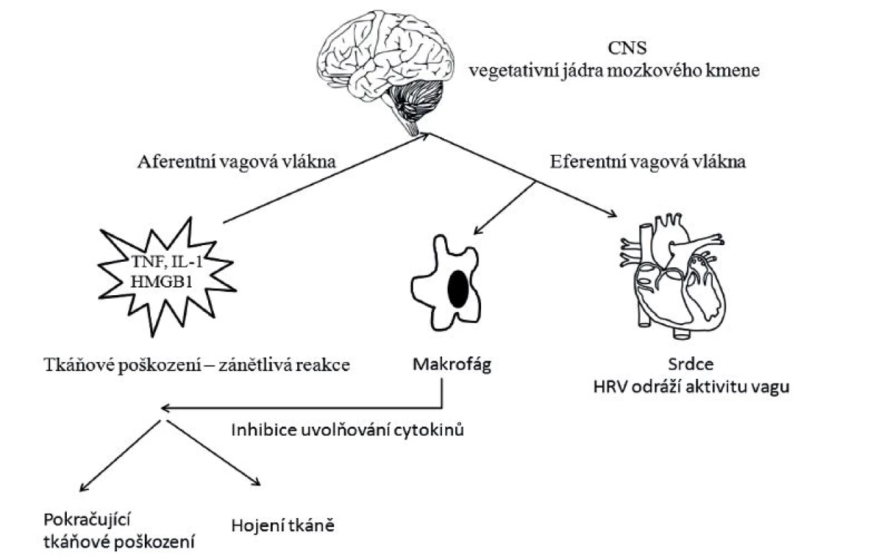 Schéma cholinergní protizánětlivé cesty (cholinergic antiinflammatory pathway)