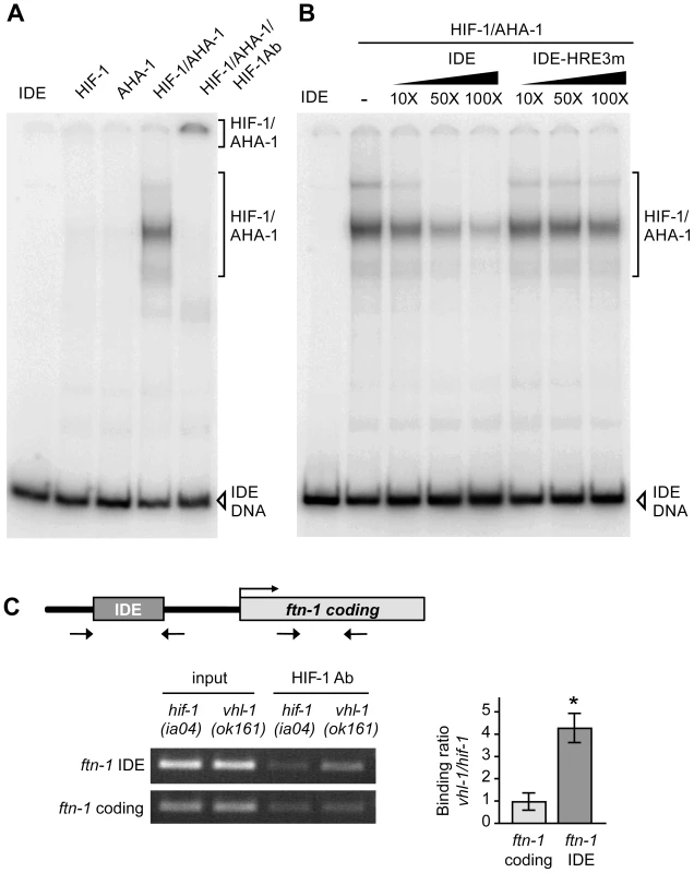HIF-1 binds to the <i>ftn-1</i> IDE in vitro and in vivo.