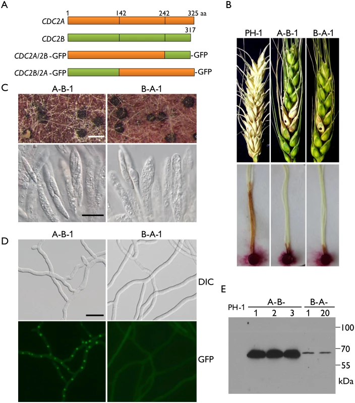 Defects in plant infection and sexual reproduction and subcellular localization of <i>CDC2A/2B-</i> and <i>CDC2B/2A-</i>GFP chimeric transformants.