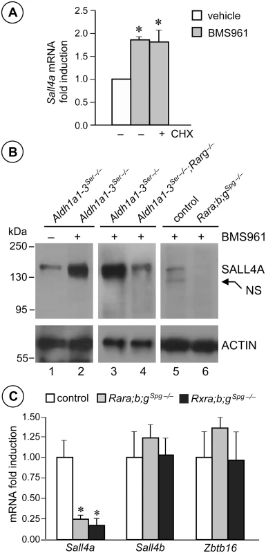 <i>Sall4a</i> expression in undifferentiated spermatogonia is controlled by ligand-activated RARG.