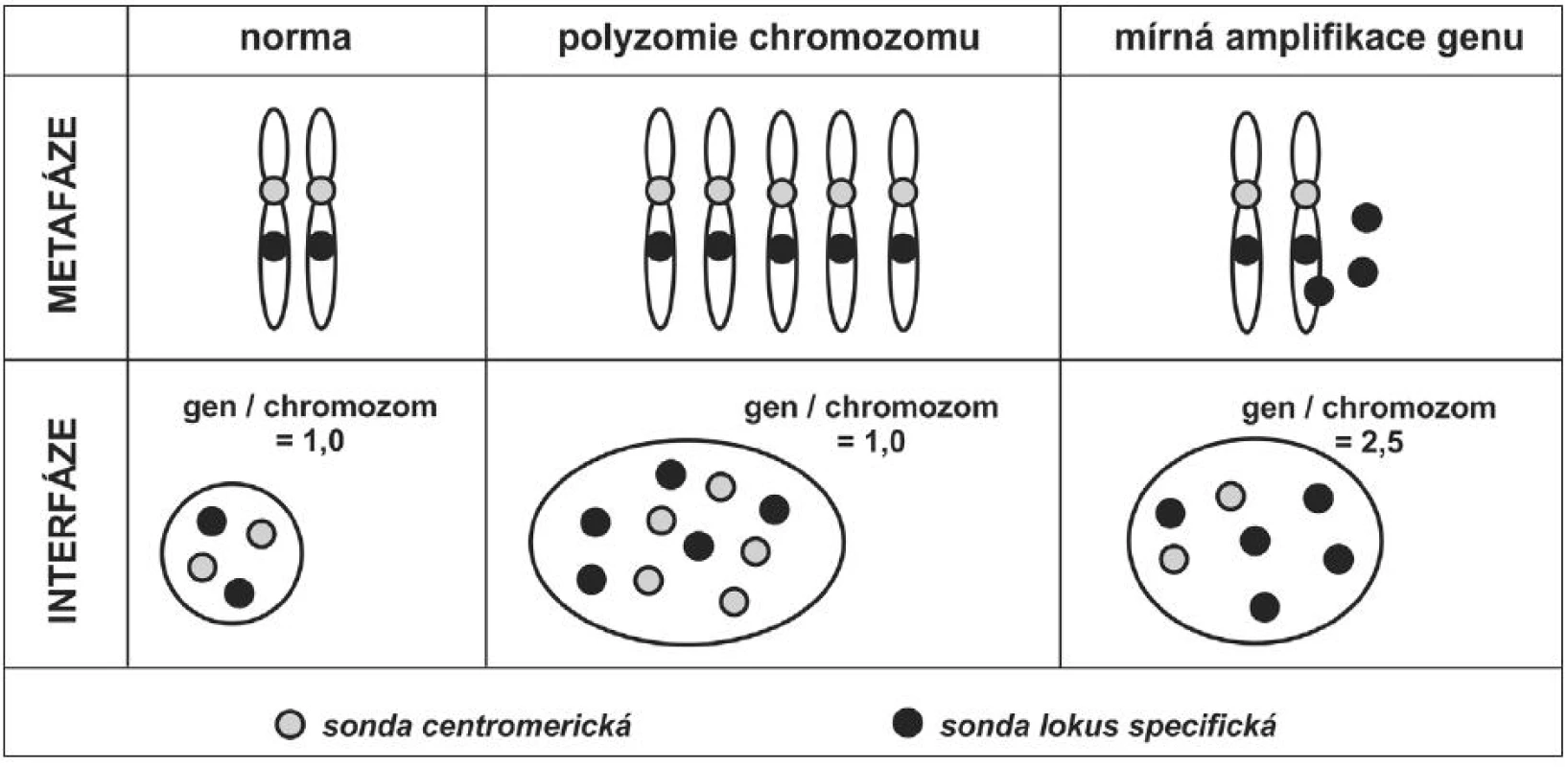 Odlišení polyzomie chromozomu od mírného stupně amplifikace genu na tomto chromozomu lokalizovaném. Kombinace sondy centromerické (značené například fluorochromem poskytujícím zelenou fluorescenci) a lokus specifické (značené například fluorochromem poskytujícím červenou fluorescenci) umožňuje odlišit zvýšený počet chromozomu od zvýšeného počtu kopií genu, lokalizovaném na tomto chromozomu. Odlišení by nebylo možné, pokud by ve směsi sond nebyla přítomna sonda centromerická. Pro dokreslení významu odlišení změn je uveden výsledný poměr počtu signálů genu ku počtu signálů pro centromeru chromozomu v jádře buňky.