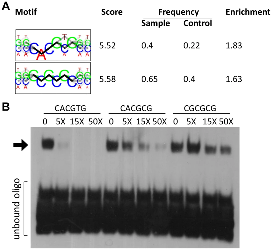 HEY binding motifs identified in silico are bound by HEY proteins in electrophoretic mobility shift assays.