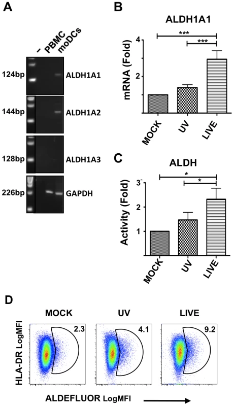 HSV-2 infection increases ALDH1A1 expression in moDCs.