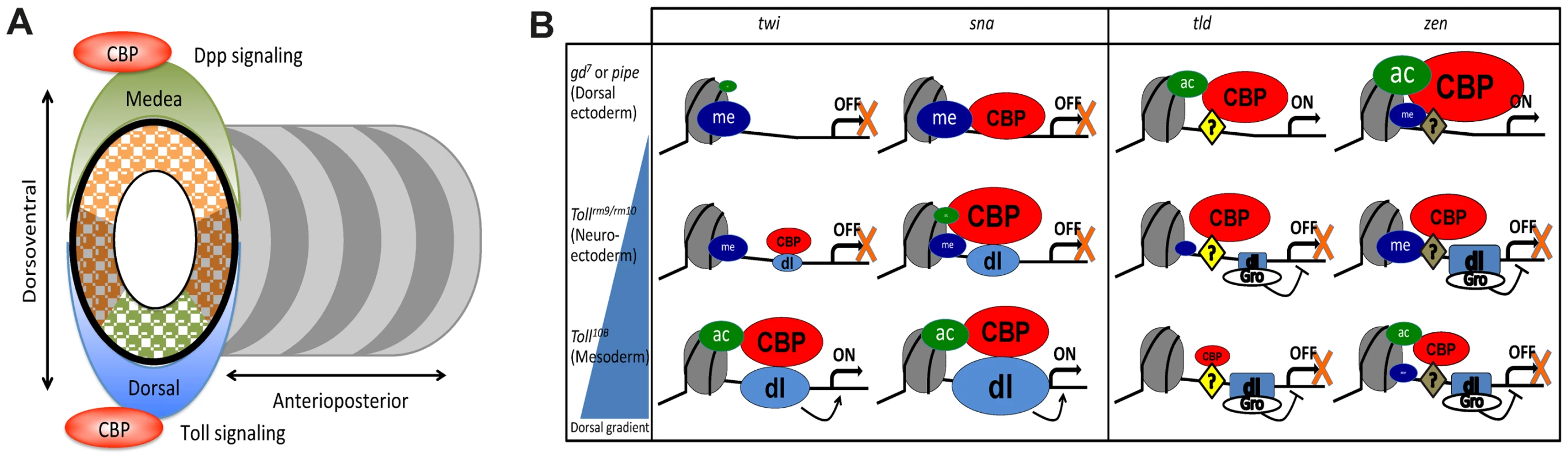 CBP may coordinate dorsal-ventral axis specification in <i>Drosophila</i> embryos.