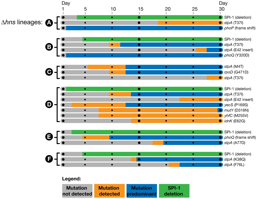 Timeline of the genetic changes in the <i>hns</i> mutant lineages.