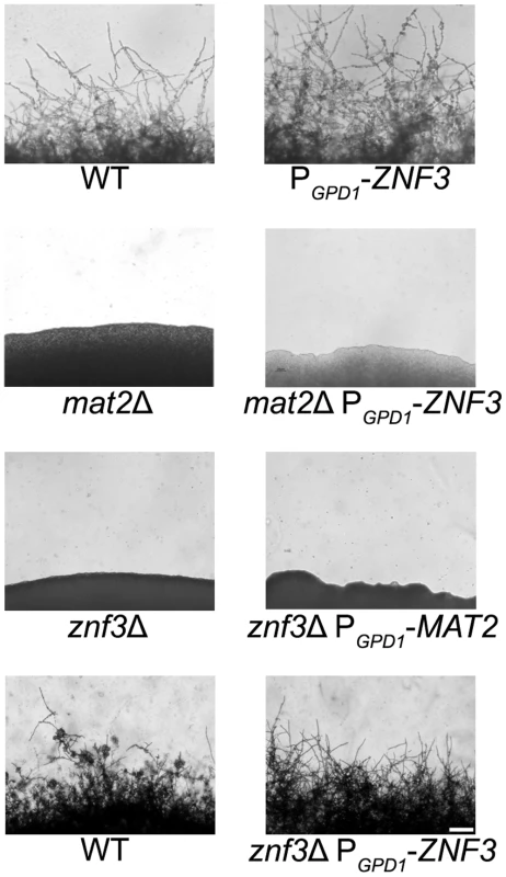 Znf3 is not a transcriptional target of the MAPK signaling cascade or Mat2.