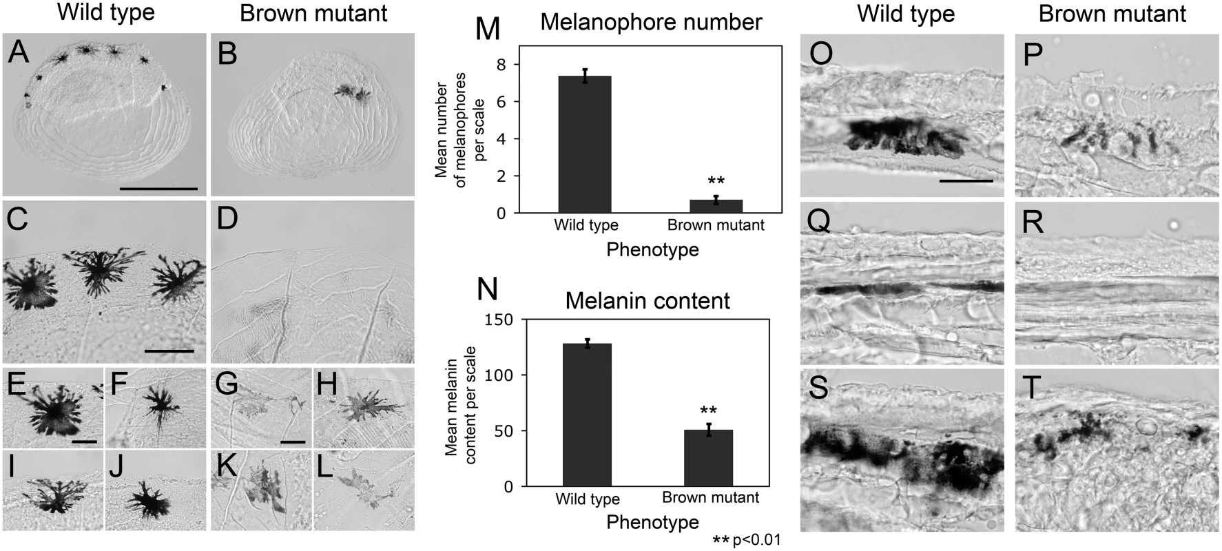 Variation in melanophore number and melanin content in scales derived from Surface (wild type) and brown mutant fish.