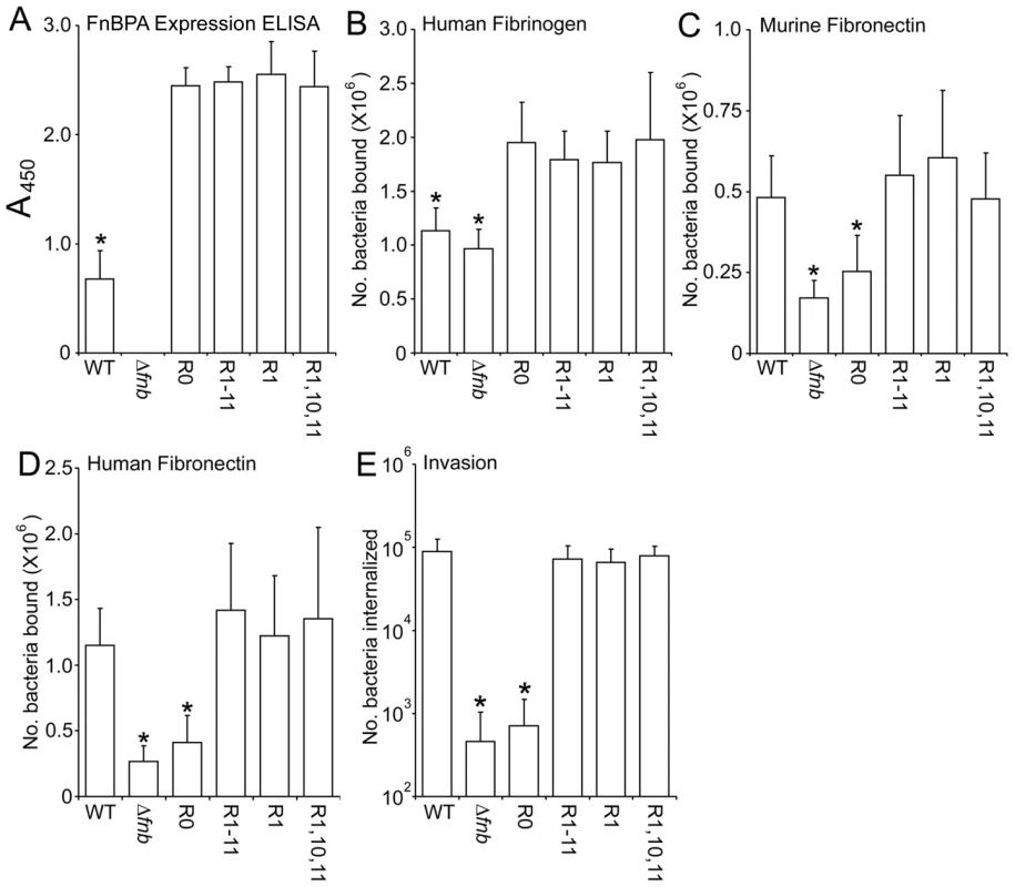 Expression levels and phenotype of <i>S. aureus</i> LS-1 expressing FnBPA variants.