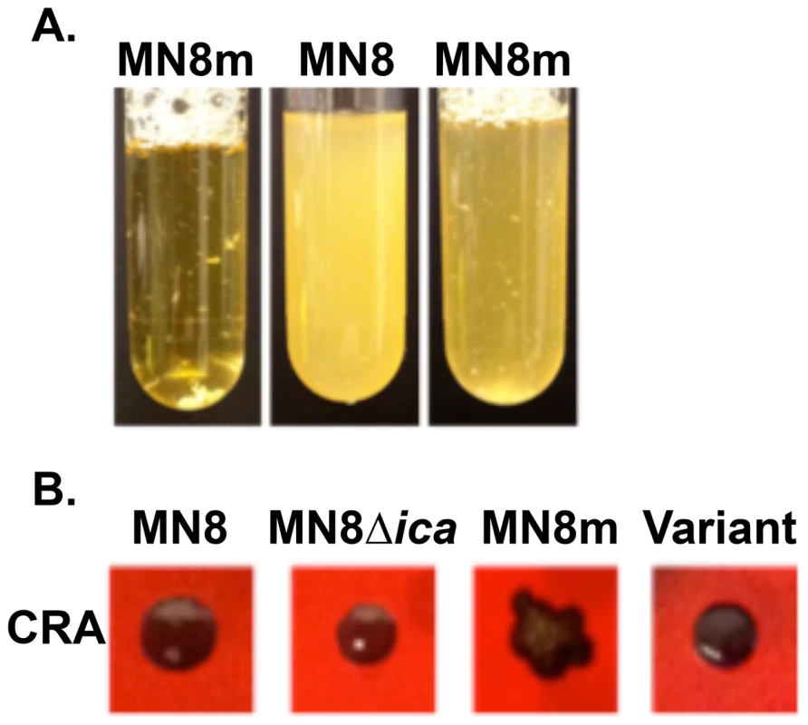 Phenotype characterization of non-mucoid variants isolated from mucoid strain MN8m.