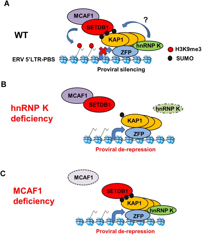 Model for SETDB1/KAP1-mediated proviral silencing pathway.