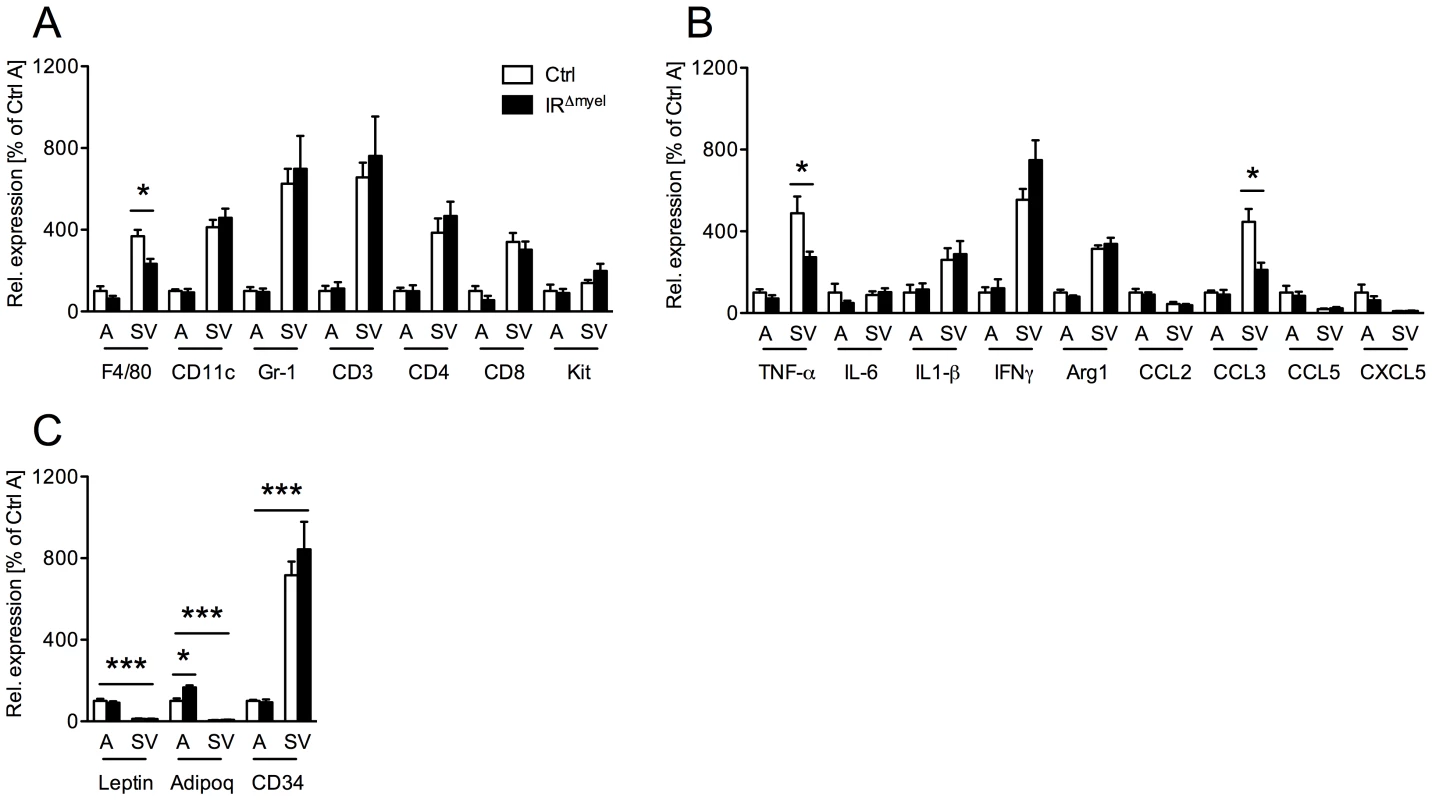 Obese IR<sup>Δmyel</sup>-mice exhibit reduced macrophage marker and pro-inflammatory gene expression in stromal vascular cells of the adipose tissue.