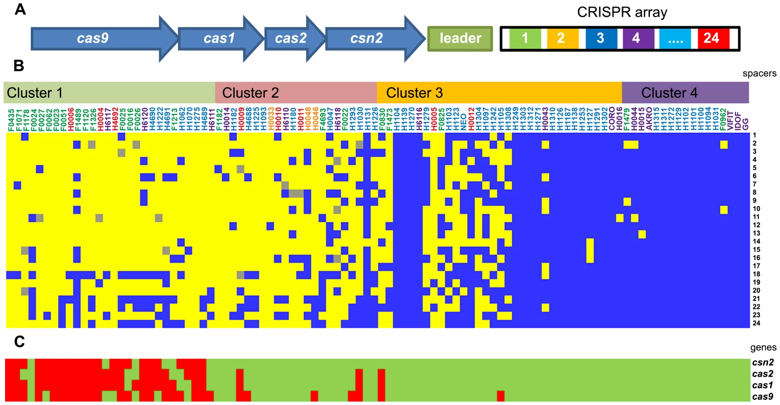CRISPR spacer oligotyping and CRISPR-associated protein diversity in <i>L. rhamnosus</i> species.