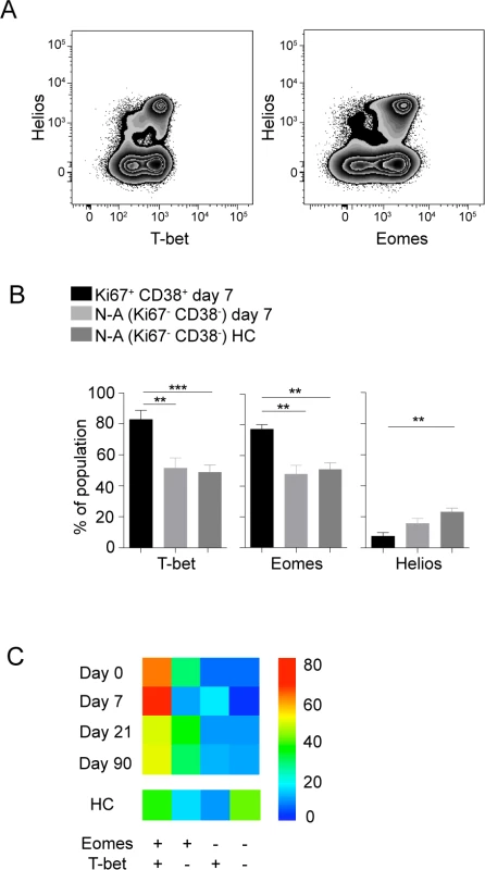 Transcriptional profile of activated CD8 T cells.