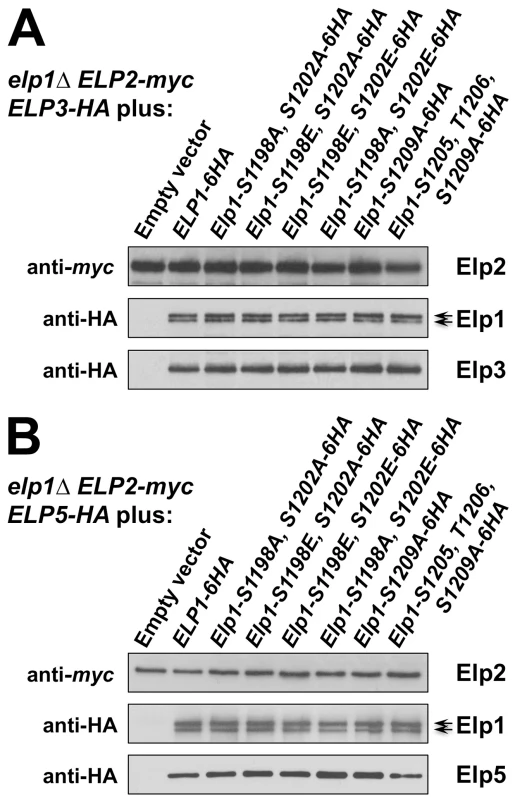 Elongator assembly is unaffected by a range of phosphorylation site mutations in Elp1.