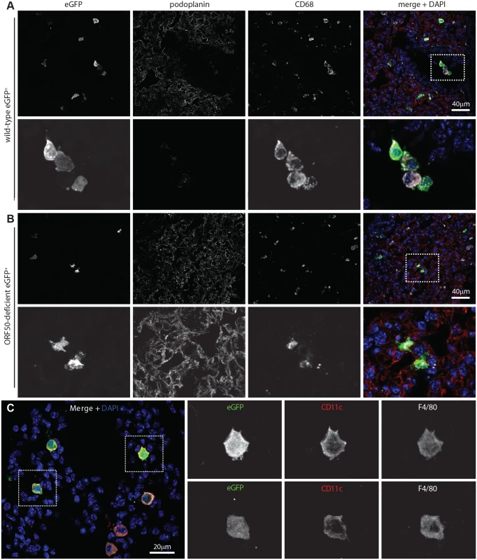 Viral eGFP expression in early lung infection.
