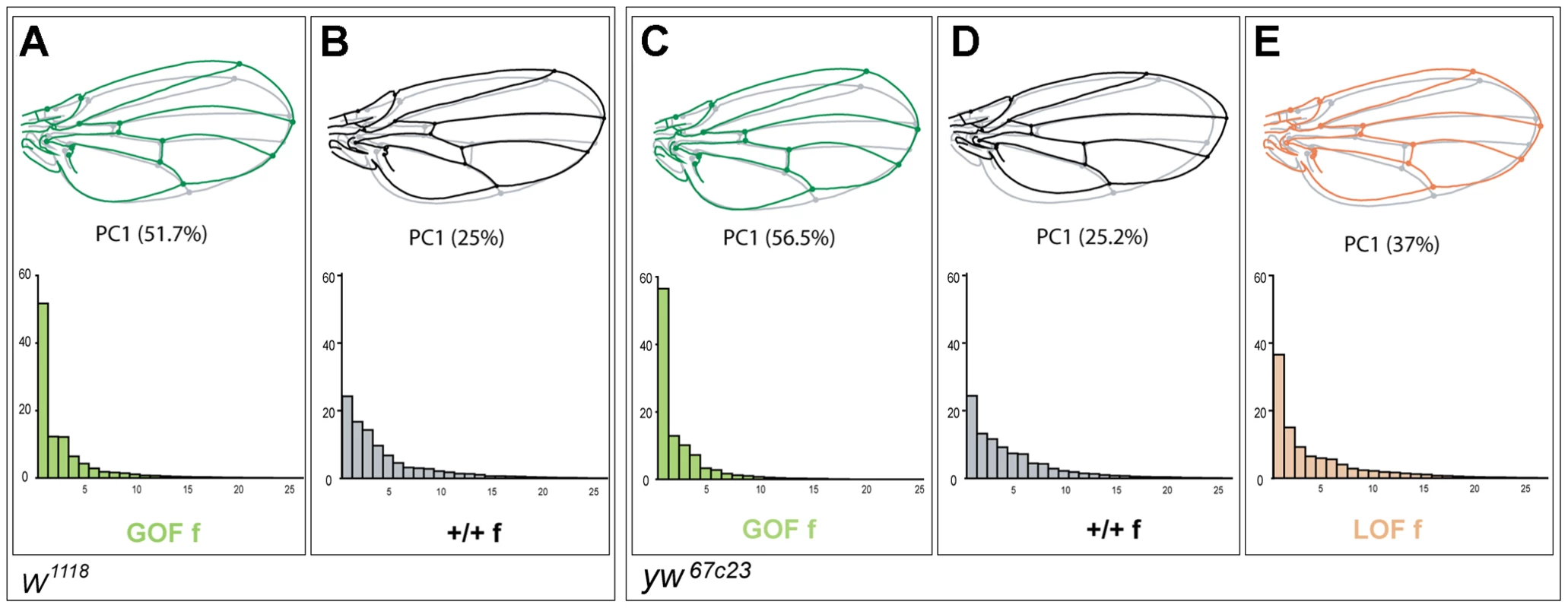 Patterns of wing shape FA in GOF, control and LOF female flies.