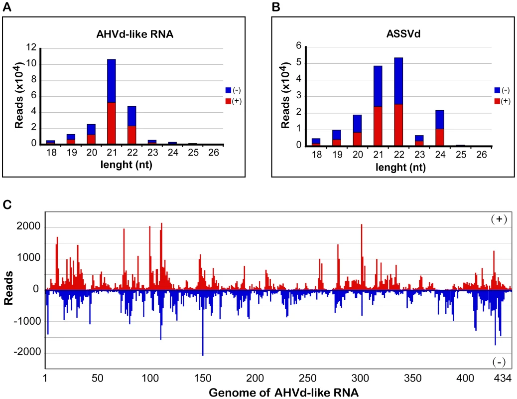 Size distribution and mapping of AHVd-like RNA-specific sRNAs on the AHVd-like RNA genome.