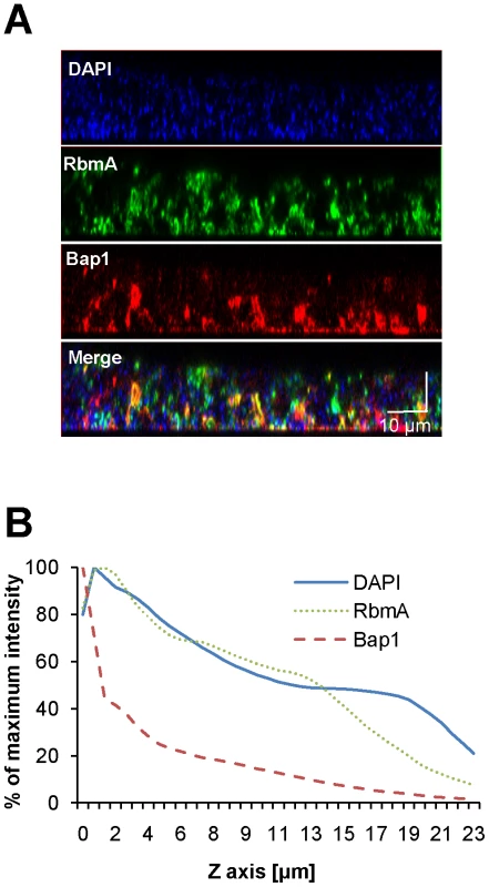 Vertical distribution of constitutively expressed Bap1 and RbmA in the <i>V. cholerae</i> biofilm.