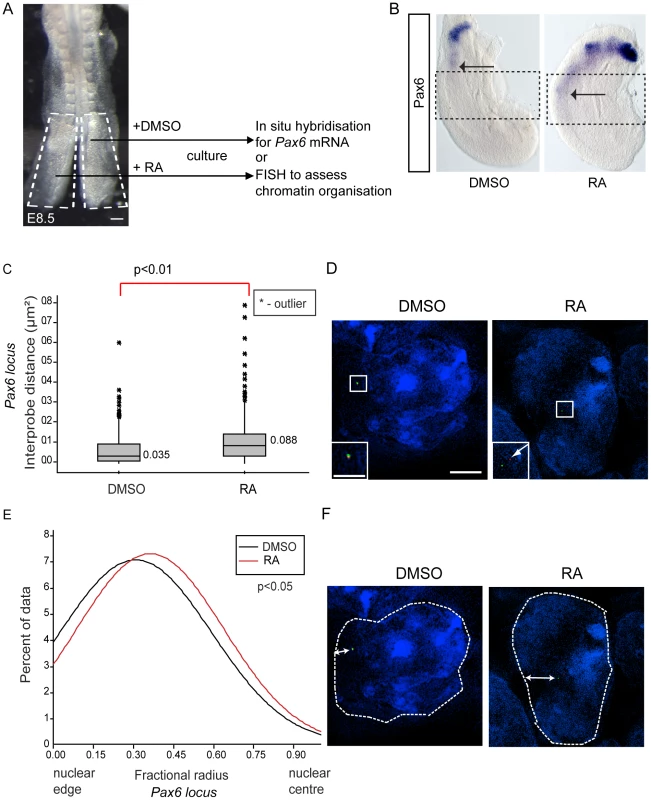 Exogenous retinoic acid induces <i>Pax6</i> expression, decompaction and centralised location of <i>Pax6</i> locus in stem zone explants.