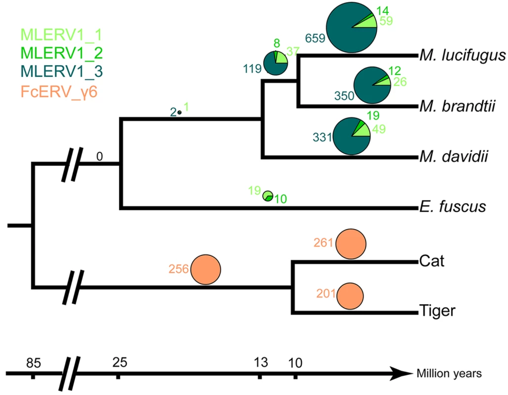 Distribution of MLERV1/FcERV_γ6 insertions in vesper bats and felids.
