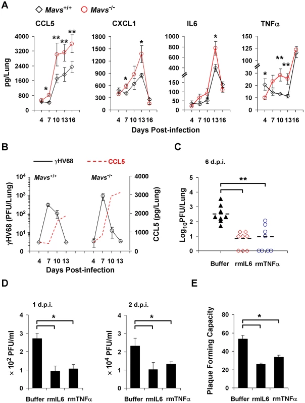 MAVS deficiency increases inflammatory cytokines in the lung of γHV68-infected mice.