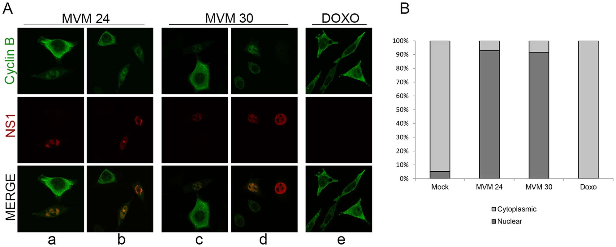 MVM infection induces premature nuclear entry, recruitment into APAR bodies and eventual loss of cyclin B1.