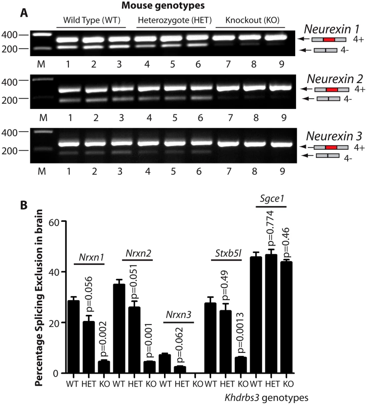 T-STAR protein is a dose-dependent splicing regulator of <i>Nrxn1-3</i> AS4 in the mouse brain.