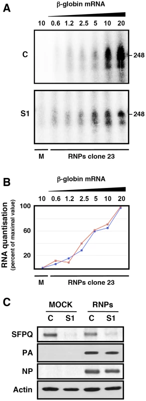Cap-donor dose-response for <i>in vitro</i> transcription of recombinant RNPs.