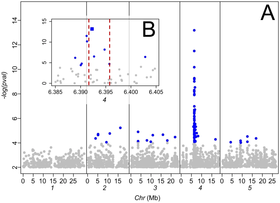 Genome-wide association analysis of leaf Na<sup>+</sup> accumulation in 349 <i>A. thaliana</i> accessions grown in a common garden.