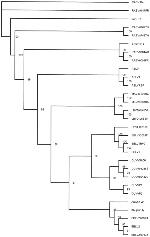 Phylogenetic tree showing the relationship of DUVV-NL07 strain with the different lyssaviruses based on complete genome sequence.