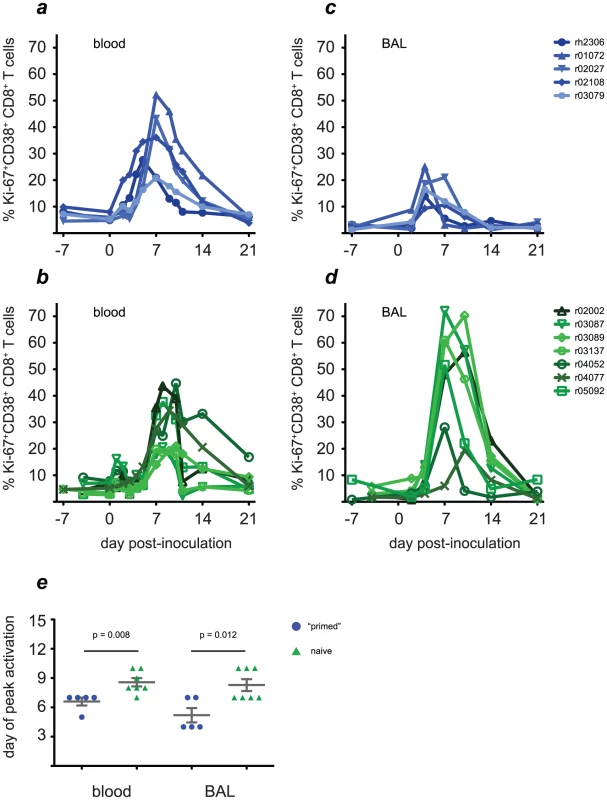 Activated CD8+ T cell populations increase rapidly in the blood and lungs of “primed” animals after challenge with H1N1pdm.