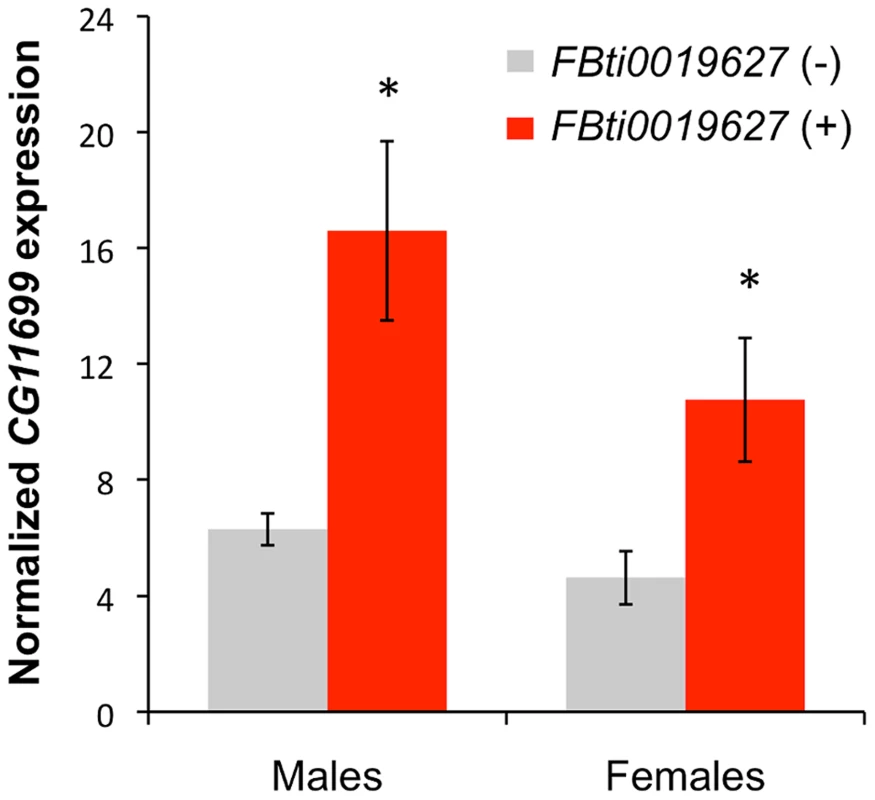 Flies with <i>FBti0019627</i> insertion show increased <i>CG11699</i> expression.