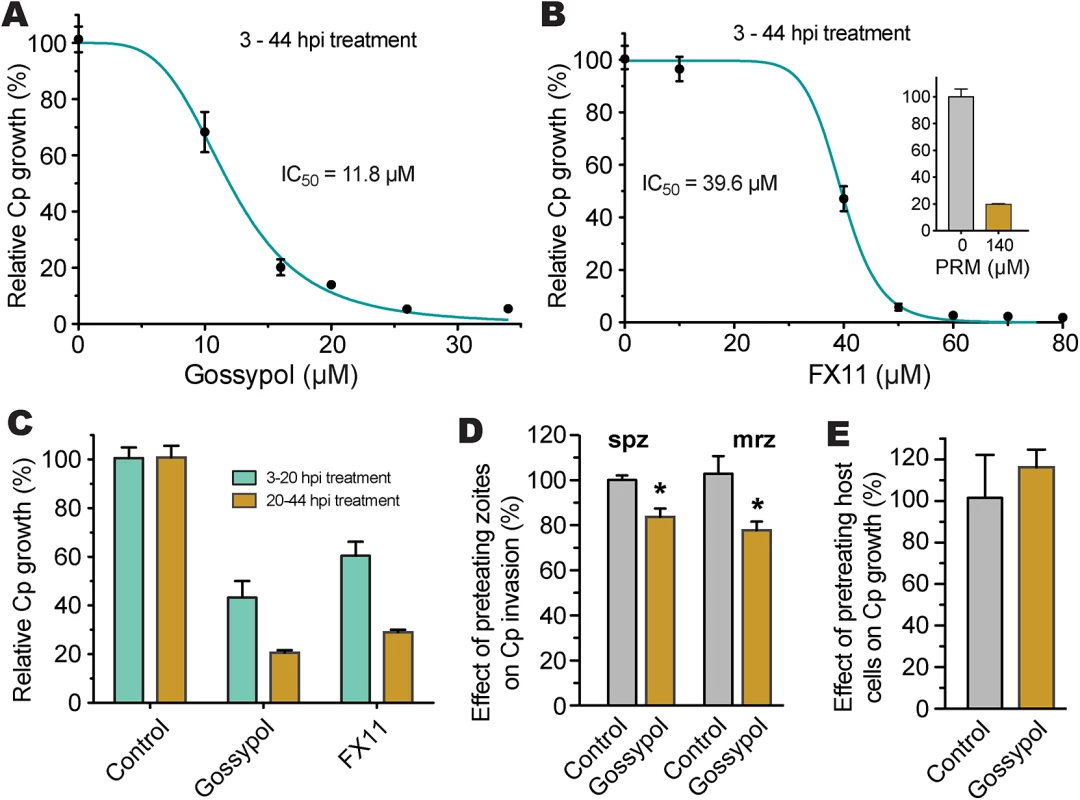 Efficacies of gossypol and FX11 on the growth of <i>C</i>. <i>parvum</i> in HCT-8 cells.
