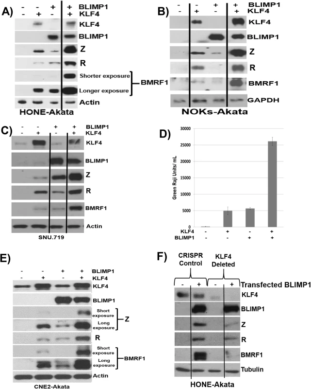 KLF4 synergizes with BLIMP1 to induce lytic EBV reactivation and replication in latently infected epithelial cells.