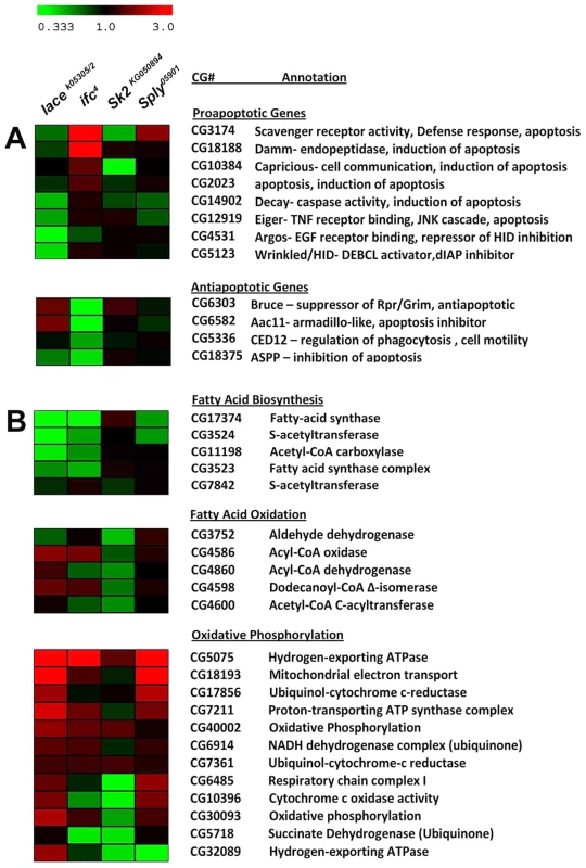 Differential expression of Lipid Metabolic and Apoptotic genes in SL mutants.