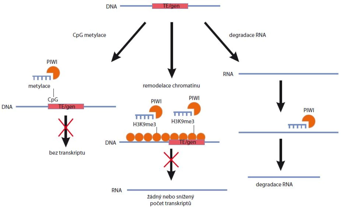 Mechanizmy regulace genové exprese prostřednictvím piRNA.